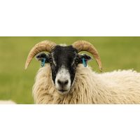 Benefits of Pre Tupping nutrition