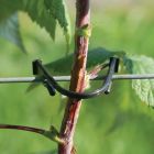 70mm Leader Clip - Plastic - Pack of 1000