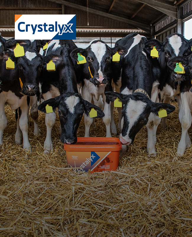 Cattle feeding on Crystalyx Easy Breather
